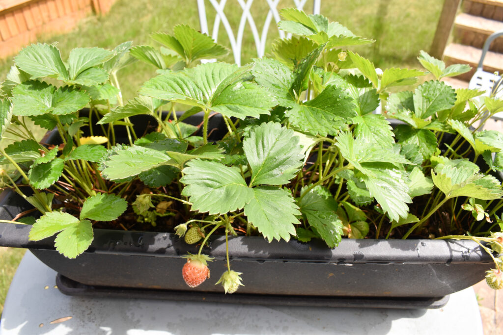 strawberry plant