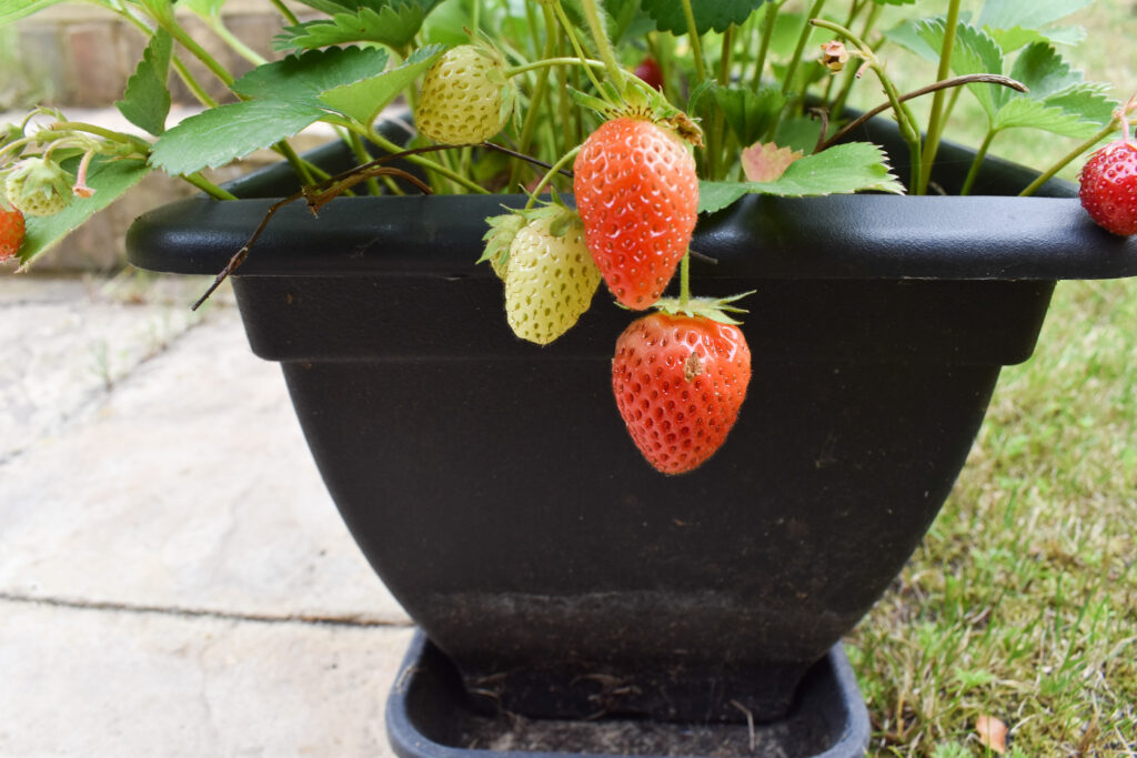 growing strawberries